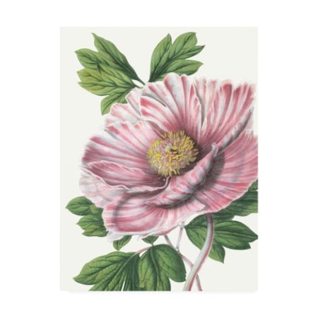 Vision Studio 'Floral Beauty VI' Canvas Art,24x32